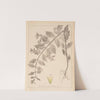 Herbier de la flore française Pl.0769 by Louis Antoine Cusin