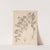 Herbier de la flore française Pl.0769 by Louis Antoine Cusin