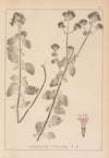 Herbier de la flore française Pl.0770