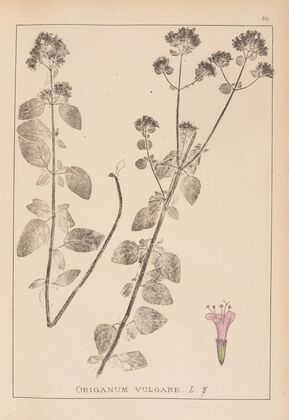 Herbier de la flore française Pl.0770