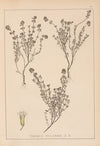 Herbier de la flore française Pl.0773