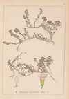 Herbier de la flore française Pl.0774