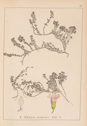 Herbier de la flore française Pl.0774