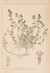 Herbier de la flore française Pl.0775