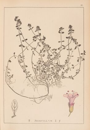 Herbier de la flore française Pl.0775