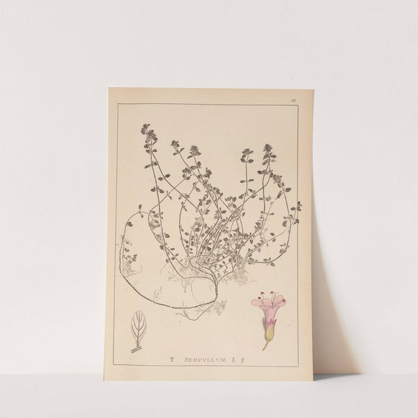 Herbier de la flore française Pl.0775 by Louis Antoine Cusin