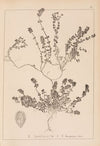 Herbier de la flore française Pl.0776