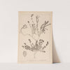 Herbier de la flore française Pl.0776 by Louis Antoine Cusin
