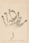 Herbier de la flore française Pl.0777