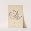 Herbier de la flore française Pl.0777 by Louis Antoine Cusin