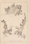 Herbier de la flore française Pl.0778