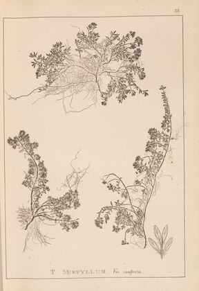 Herbier de la flore française Pl.0778