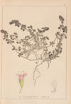 Herbier de la flore française Pl.0779