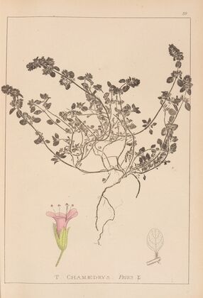Herbier de la flore française Pl.0779