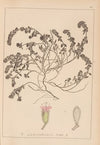 Herbier de la flore française Pl.0780