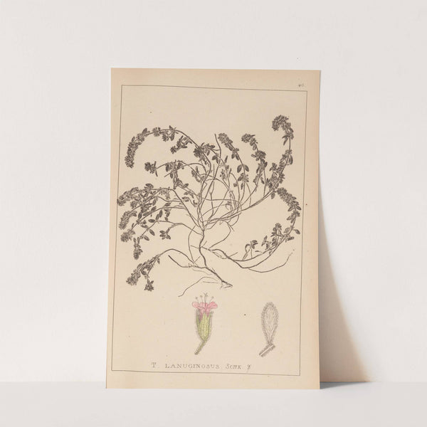 Herbier de la flore française Pl.0780 by Louis Antoine Cusin