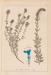 Herbier de la flore française Pl.0781