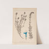 Herbier de la flore française Pl.0781 by Louis Antoine Cusin