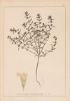 Herbier de la flore française Pl.0783