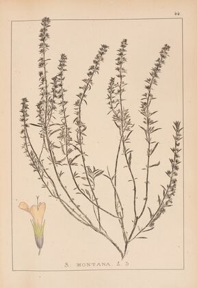 Herbier de la flore française Pl.0784