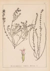 Herbier de la flore française Pl.0785