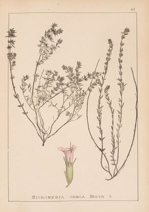 Herbier de la flore française Pl.0785