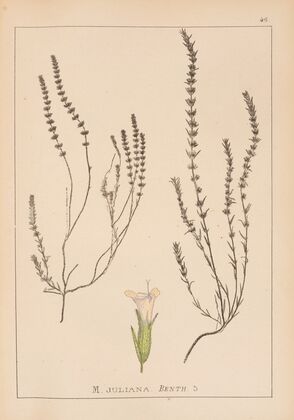 Herbier de la flore française Pl.0786