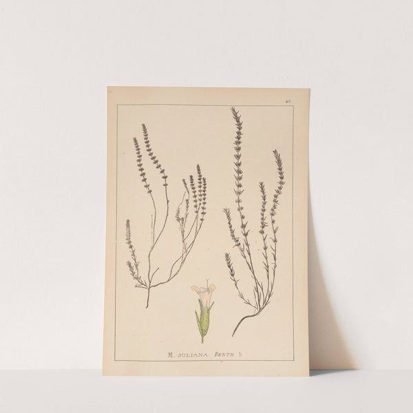 Herbier de la flore française Pl.0786 by Louis Antoine Cusin