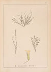 Herbier de la flore française Pl.0787