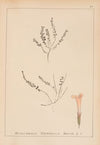 Herbier de la flore française Pl.0788