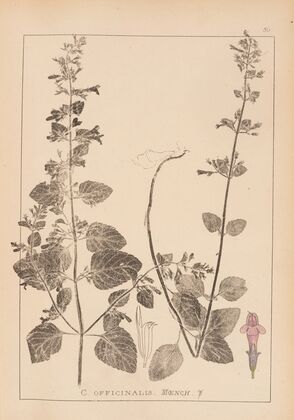 Herbier de la flore française Pl.0790