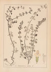 Herbier de la flore française Pl.0792