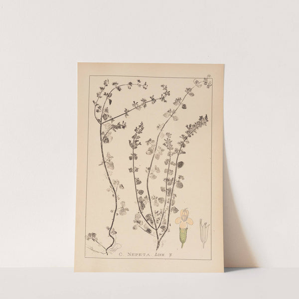 Herbier de la flore française Pl.0792 by Louis Antoine Cusin