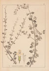 Herbier de la flore française Pl.0793
