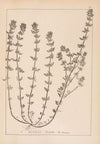 Herbier de la flore française Pl.0797