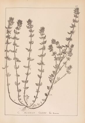 Herbier de la flore française Pl.0797