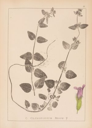 Herbier de la flore française Pl.0799