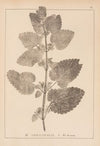 Herbier de la flore française Pl.0801