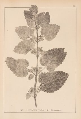 Herbier de la flore française Pl.0801