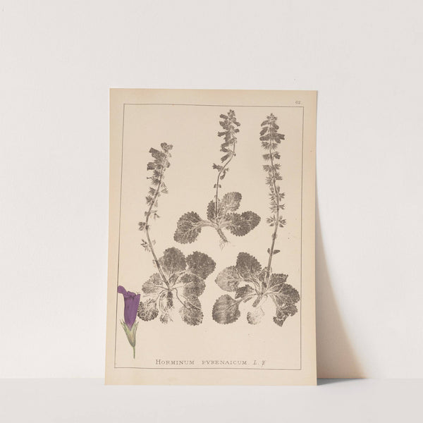 Herbier de la flore française Pl.0802 by Louis Antoine Cusin