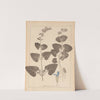 Herbier de la flore française Pl.0806 by Louis Antoine Cusin