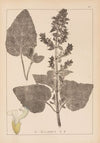 Herbier de la flore française Pl.0807