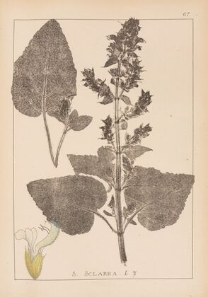 Herbier de la flore française Pl.0807