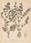 Herbier de la flore française Pl.0808
