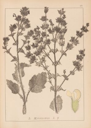 Herbier de la flore française Pl.0808