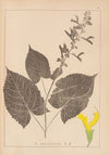 Herbier de la flore française Pl.0809