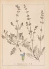 Herbier de la flore française Pl.0812