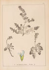 Herbier de la flore française Pl.0813