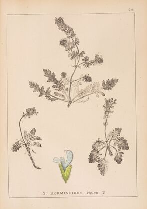 Herbier de la flore française Pl.0813