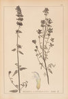 Herbier de la flore française Pl.0814
